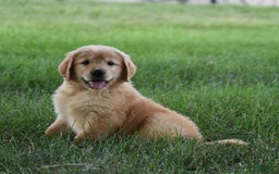 Golden Retriever dogs for sale: Golden Retriever 8 puppies - Image 12