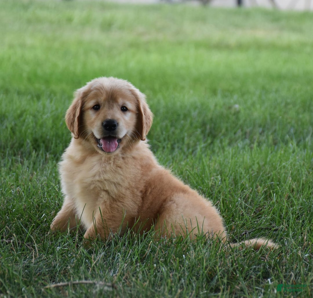 Golden Retriever dogs for sale: Golden Retriever 8 puppies - Image 12