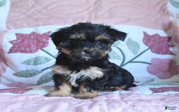 Morkie dogs for sale: Blossom - Image 1