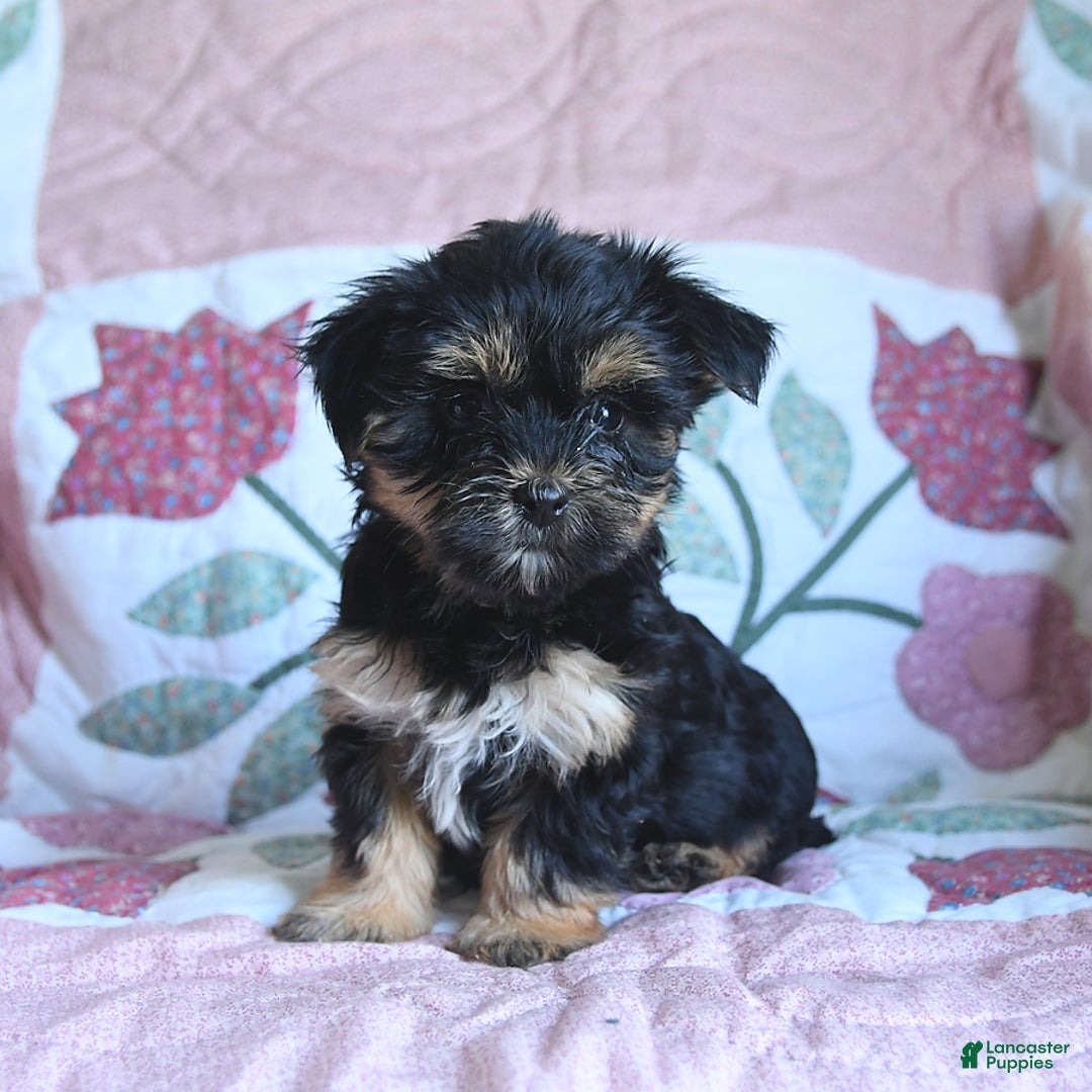 Morkie dogs for sale: Blossom - Image 1