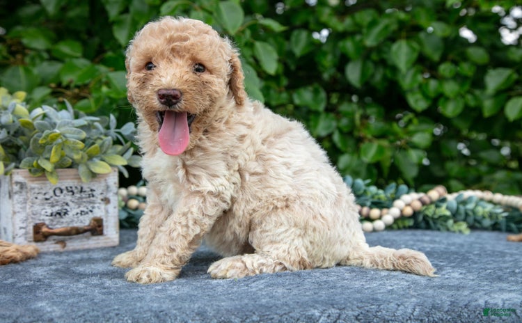 Miniature Poodle dogs for sale - Ad 5