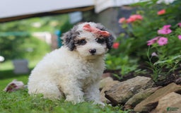 Mini Aussiedoodle dogs for sale: Jazzy - Image 2