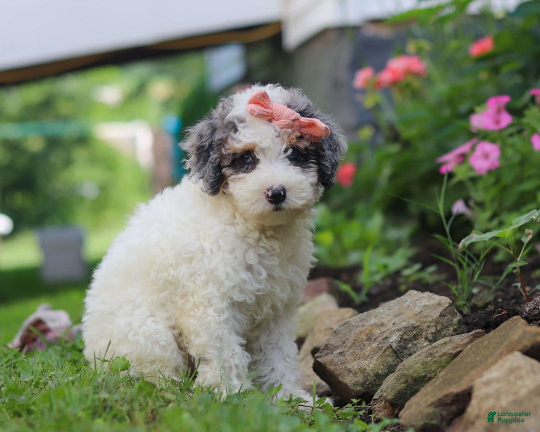 Mini Aussiedoodle dogs for sale: Jazzy - Image 2