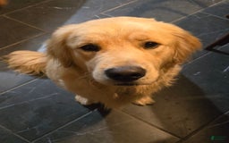 Golden Retriever dogs for sale: Blue Boy - Image 4