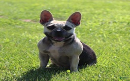 French Bulldog dogs for sale: Kasper - Image 5