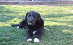 Goldador dogs for sale: Allen - Image 2