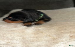 Doberman Pinscher dogs for sale: Green Collar - Image 5