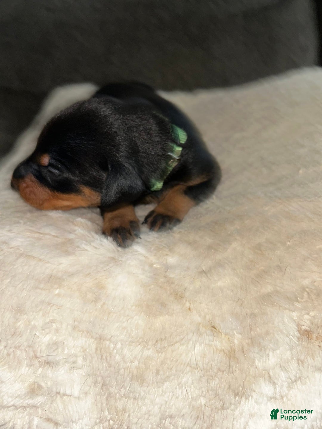 Doberman Pinscher dogs for sale: Green Collar - Image 5