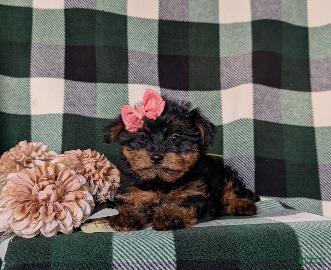 Shorkie dogs for sale: Camdyn Toy Size - Image 7