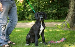 Great Dane dogs for sale: Athena - Image 11