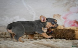 French Bulldog dogs for sale: Romeo - Image 6