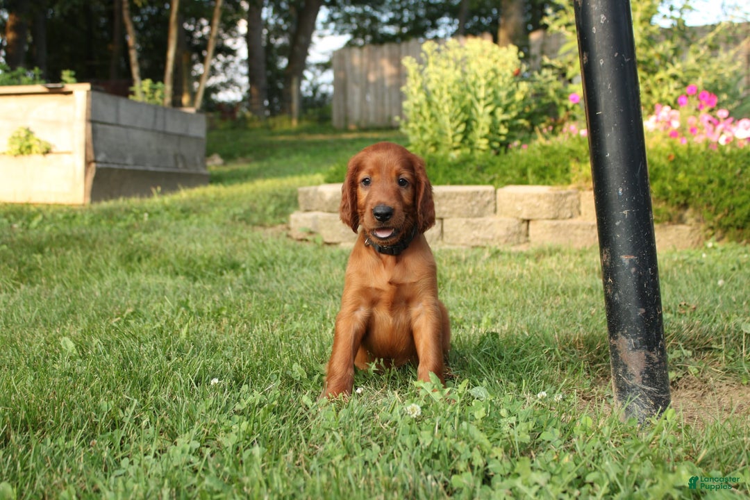 Irish Setter dogs for sale: sailor - Image 4