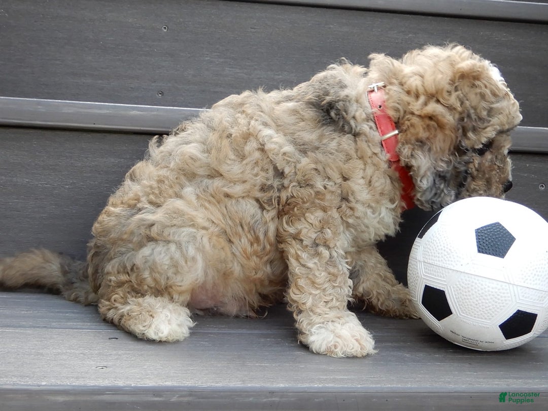 Cavapoo dogs for sale: Patches - Image 3