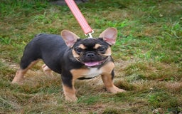 French Bulldog dogs for sale: Princess - Image 2