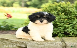 Havapoo dogs for sale: Liam - Image 2