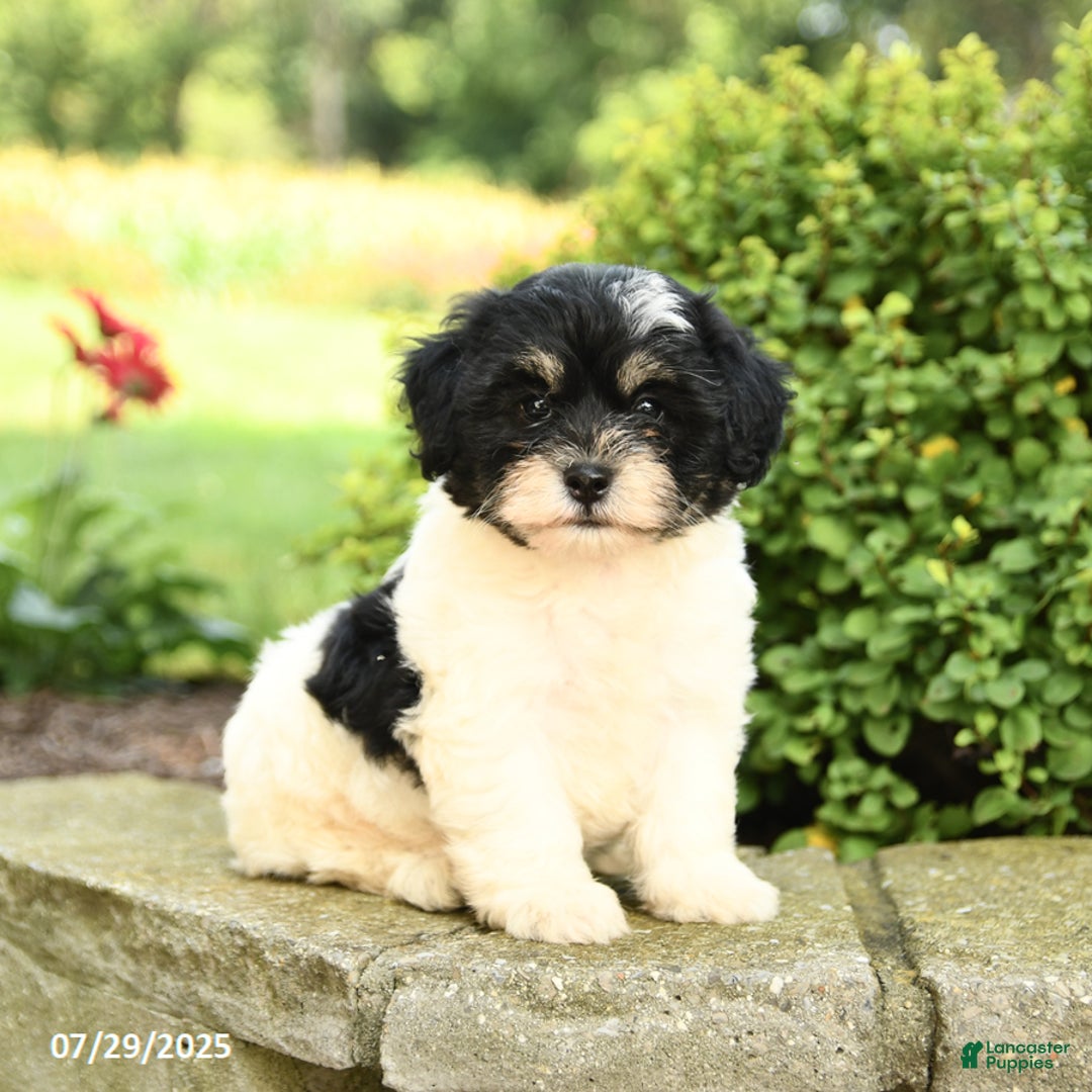 Havapoo dogs for sale: Liam - Image 2