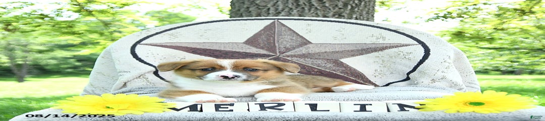 Merlin