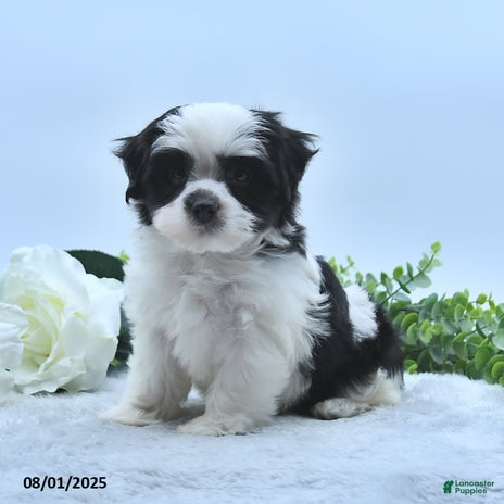 Havanese dogs for sale - Ad 3