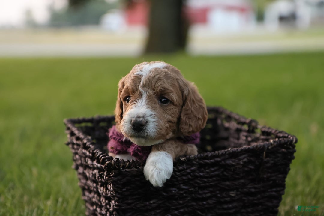 Mini Goldendoodle dogs for sale: Lily - Image 5