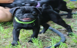 Pug dogs for sale: Oscar - Image 5