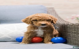 Standard Poodle dogs for sale: Nacho - Image 4