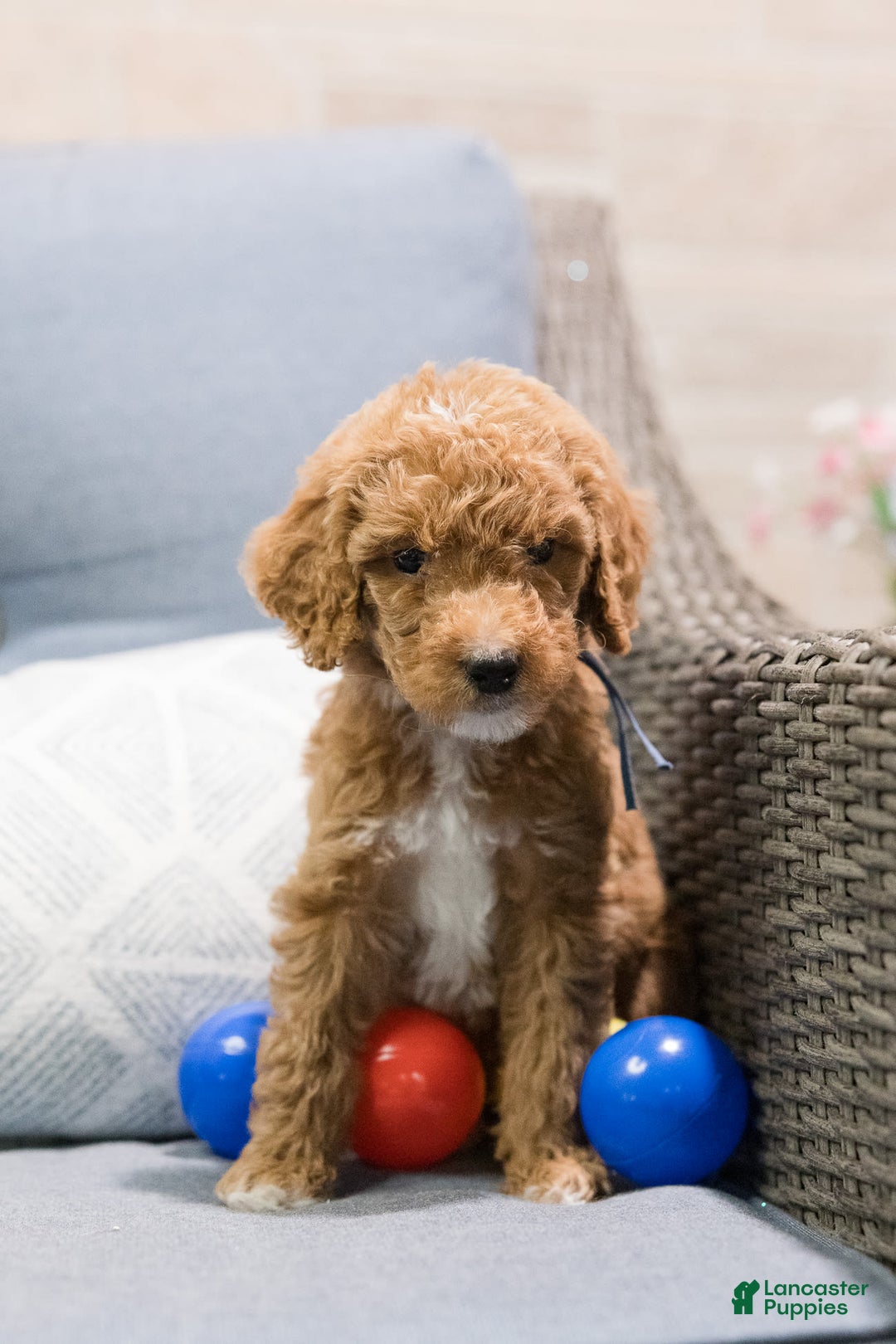 Standard Poodle dogs for sale: Nacho - Image 4