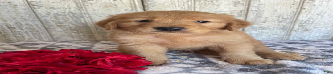 Harvey