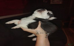 Siberian Husky dogs for sale: Mary - Image 5