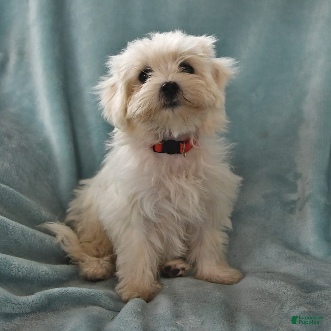 Maltese dogs for sale: Stardust - Image 8