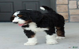 Bernedoodle dogs for sale: Willow - Image 5