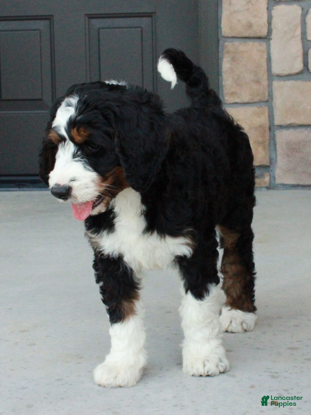 Bernedoodle dogs for sale: Willow - Image 5