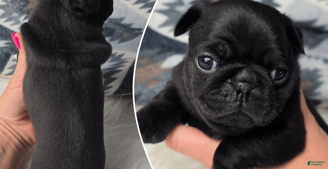 Pug dogs for sale: Tess - Image 1