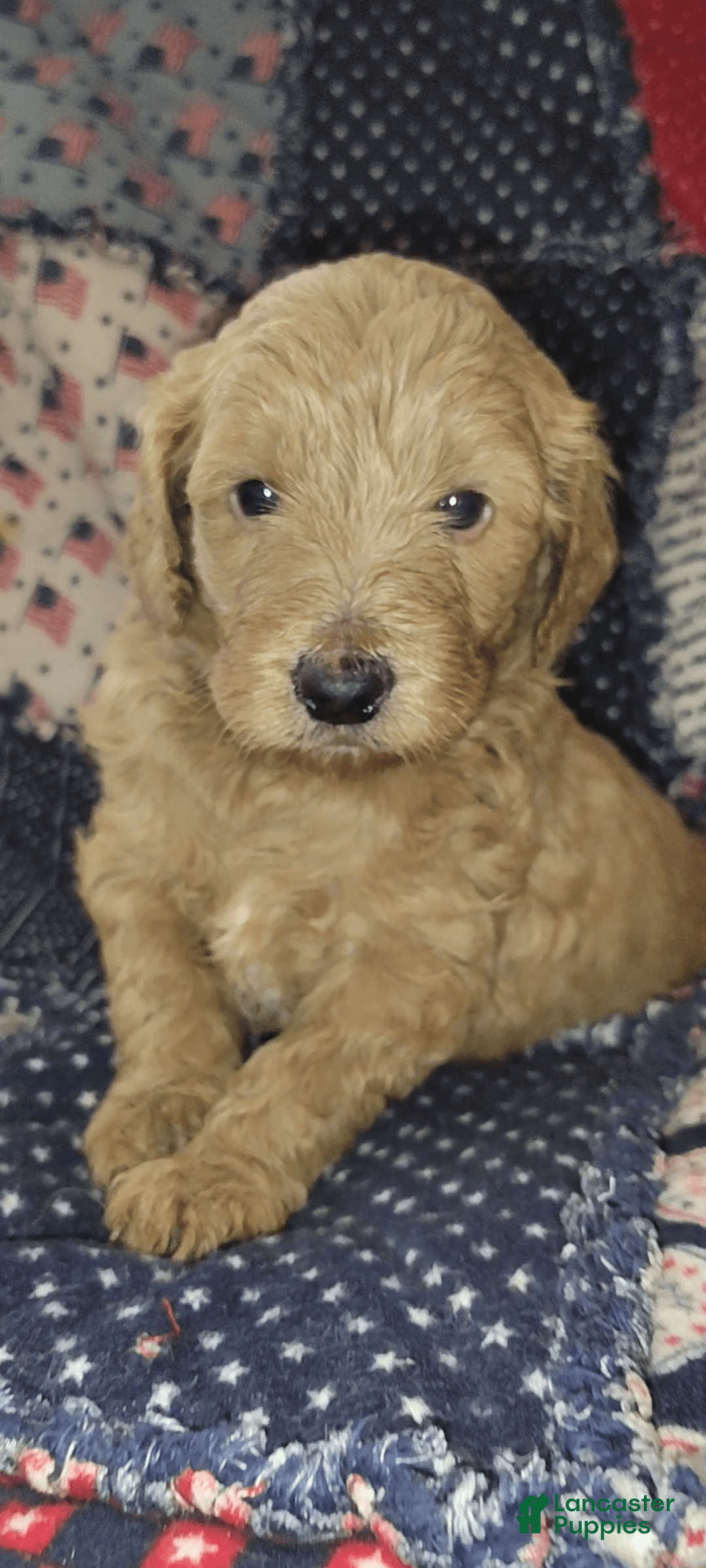 Mini Goldendoodle dogs for sale: Betsy - Image 8