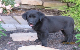 Labrador Retriever dogs for sale: Hunter - Image 21