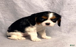 Cavalier King Charles Spaniel dogs for sale: Abby - Image 25