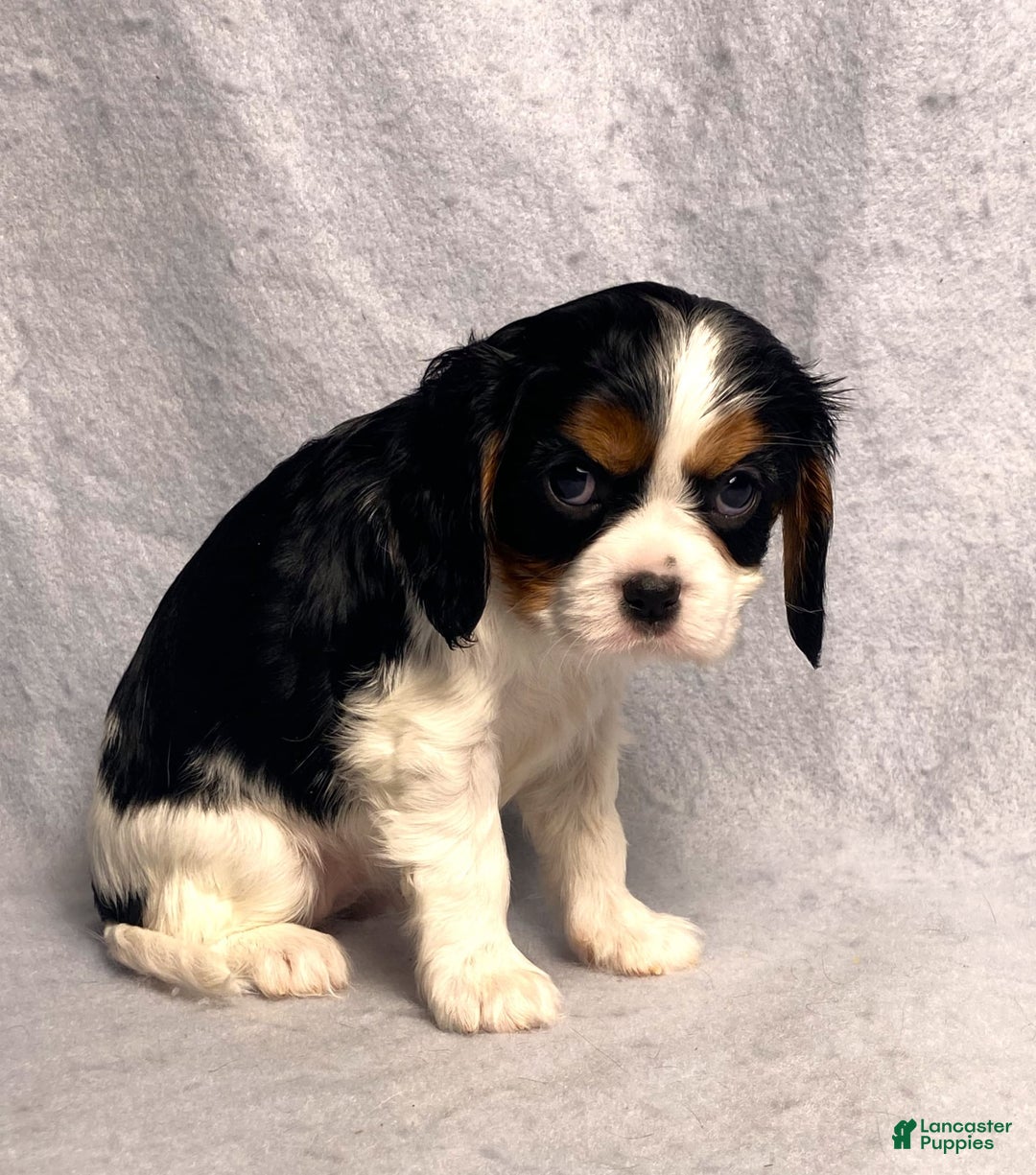 Cavalier King Charles Spaniel dogs for sale: Abby - Image 25