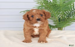 Cavapoo dogs for sale: Miracle - Image 15