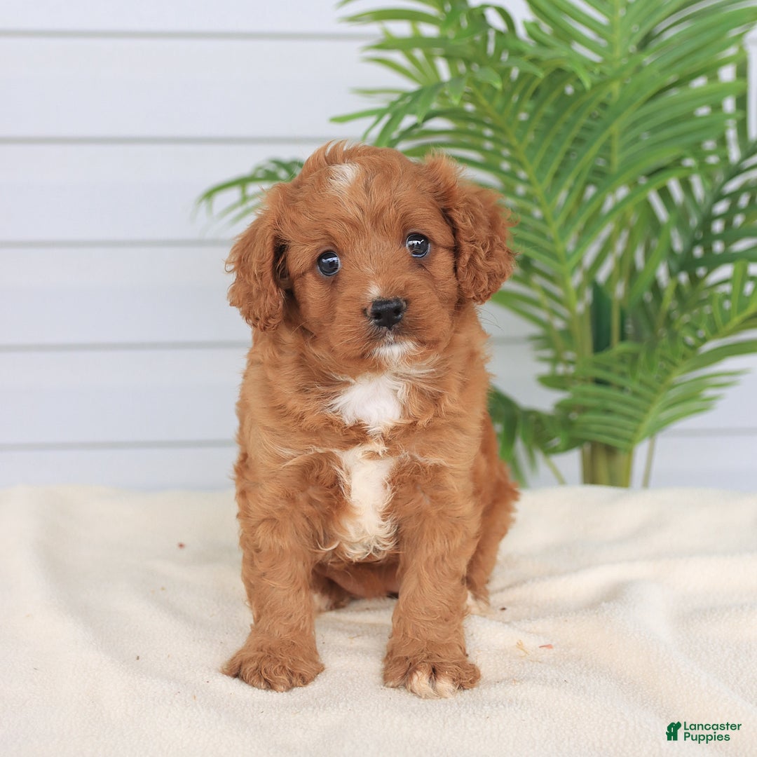 Cavapoo dogs for sale: Miracle - Image 15