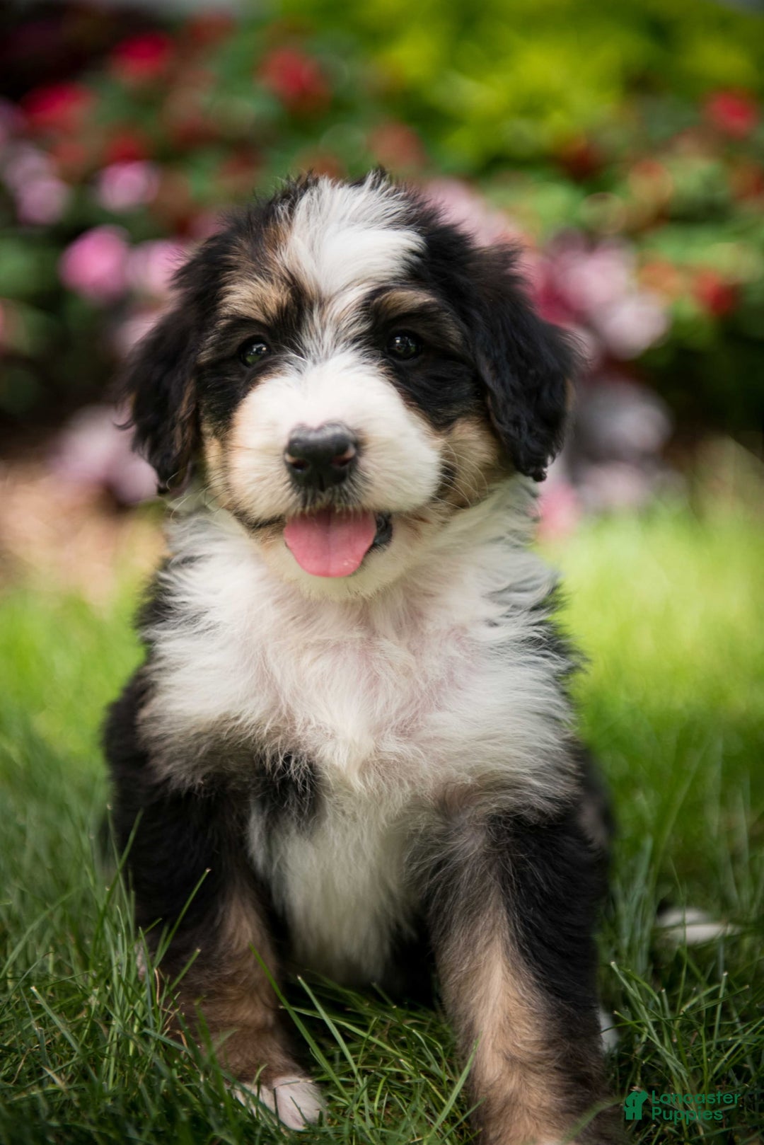 Bernedoodle dogs for sale: Bubbles - Image 7