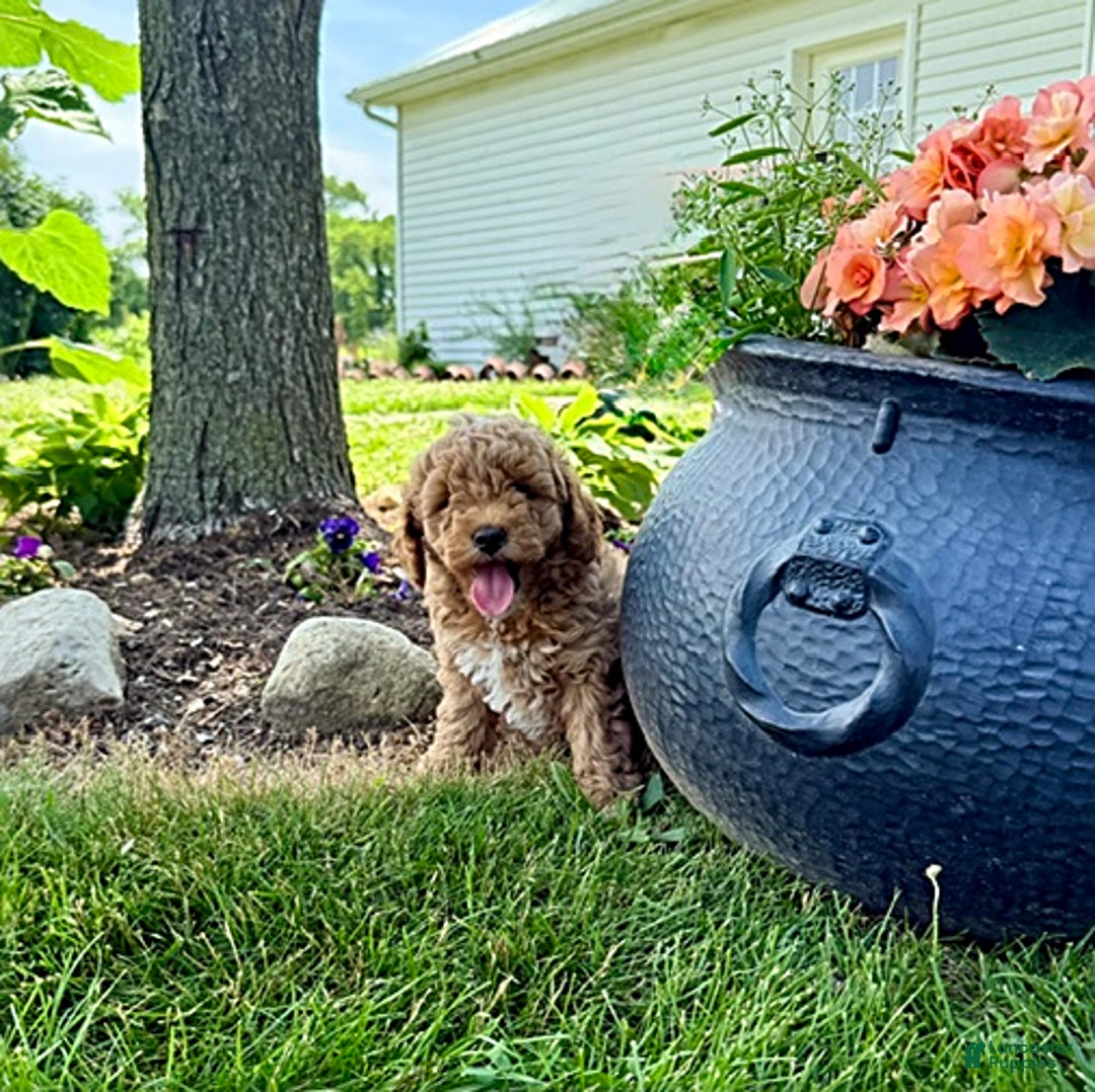Miniature Poodle dogs for sale: Carmon - House Raised - Image 2