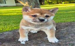 Shiba Inu dogs for sale: Rosie - Image 1