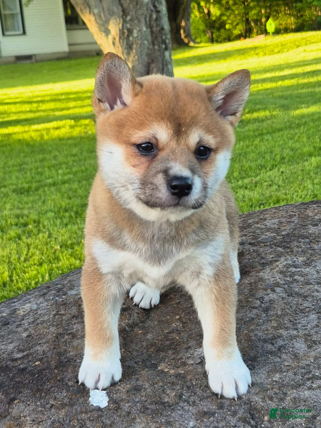 Shiba Inu dogs for sale: Rosie - Image 1