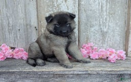 Belgian Tervuren dogs for sale: Mystic - Image 10