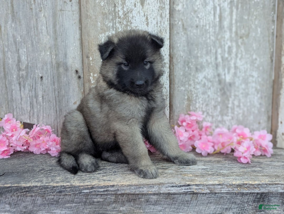 Belgian Tervuren dogs for sale: Mystic - Image 10