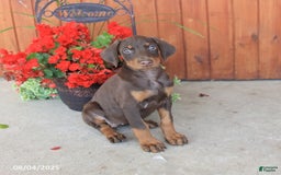 Doberman Pinscher dogs for sale: Daisy - Image 3