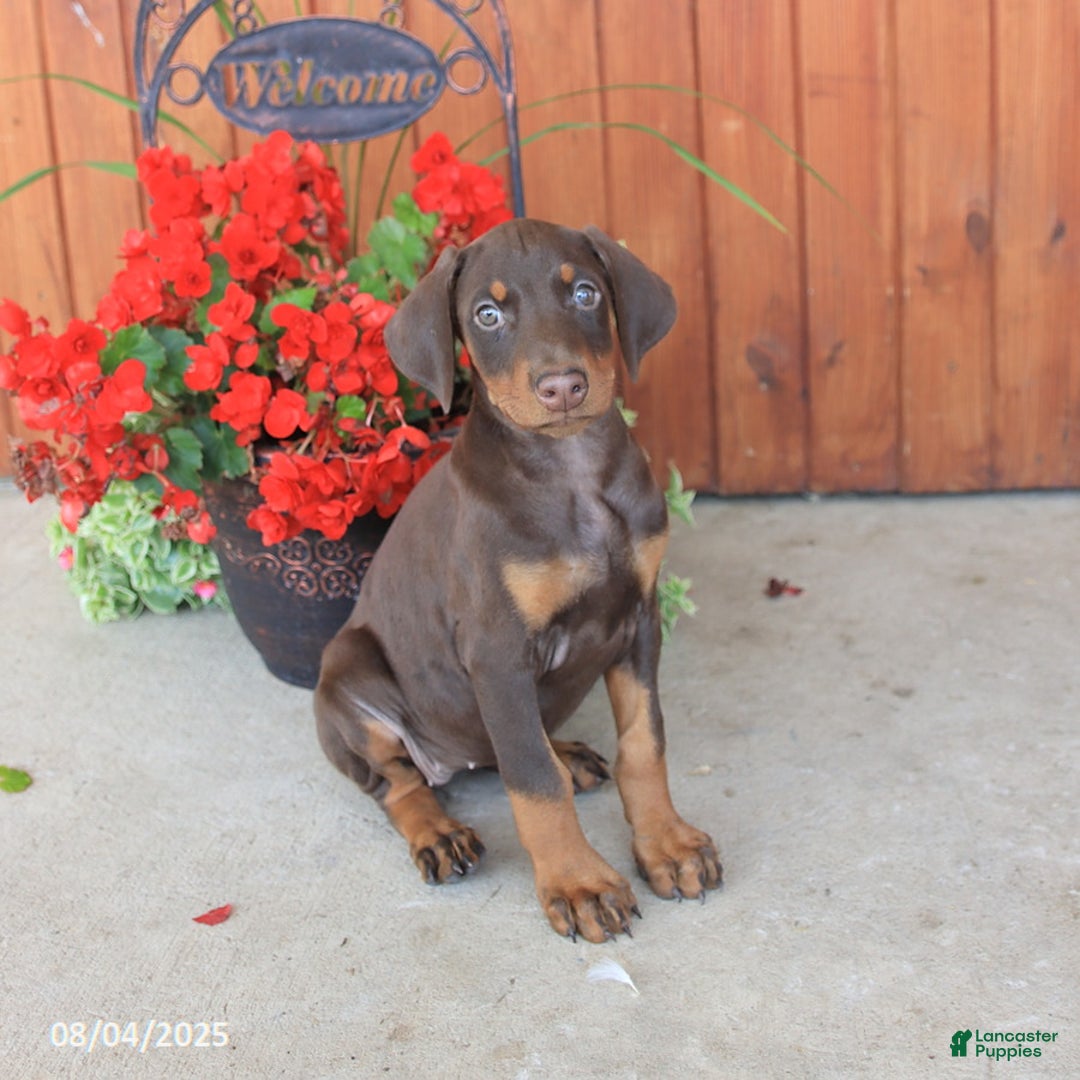 Doberman Pinscher dogs for sale: Daisy - Image 3