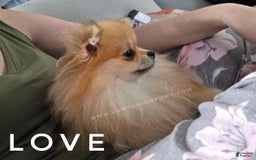 Pomeranian dogs for sale: Purse Pom - Love - Image 7