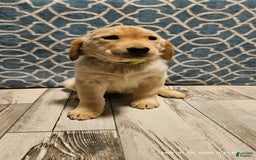 Golden Retriever dogs for sale: Golden Retriever - Image 2