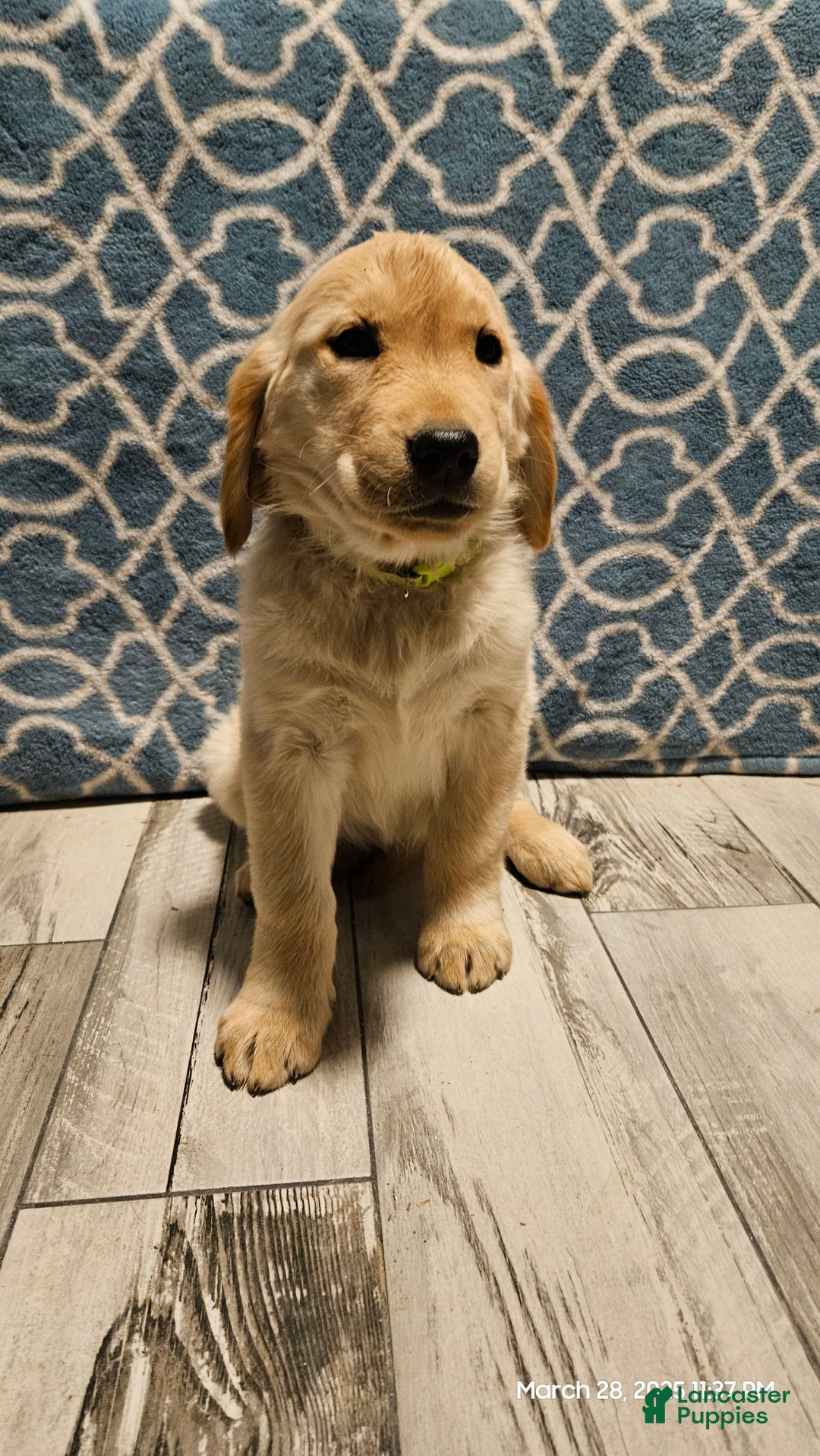 Golden Retriever dogs for sale: Golden Retriever - Image 2
