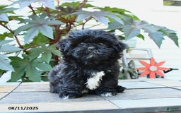 Shihpoo dogs for sale: Fern - Image 2